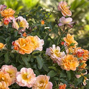 Flower Carpet® Amber Groundcover Rose