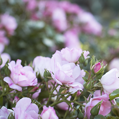 Flower-Carpet%C2%AE-Appleblossom-Groundcover-Rose-400x400