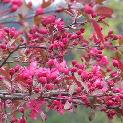 Flowering-Crabapple-Royal-Raindrops-400x400