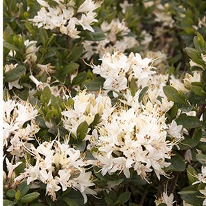 Fragrant Star Azalea (Azalea x ‘Fragrant Star’)