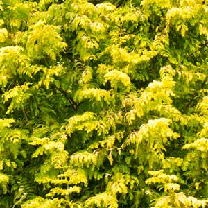 Gold Rush Dawn Redwood