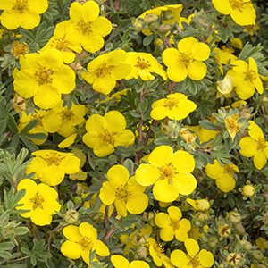 Gold Star Potentilla