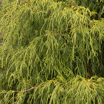 Golden Charm Thread-Branch Cypress