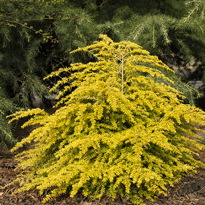 Golden-Duchess%C2%AE-Eastern-Hemlock-400x400