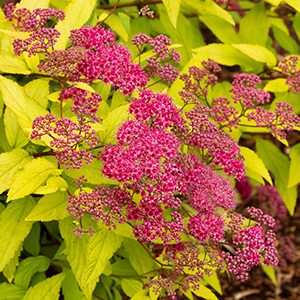 Goldflame Spirea