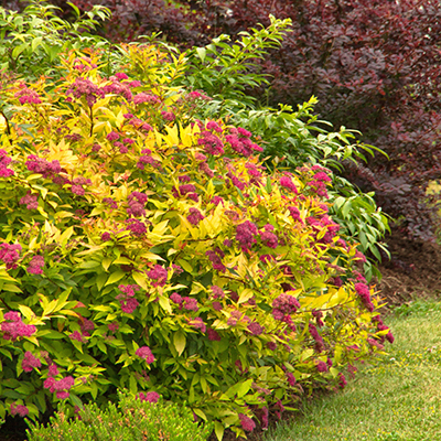 Goldflame-Spirea-400x400