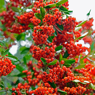 Graber’s Pyracantha