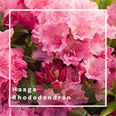 Haaga Rhododendron