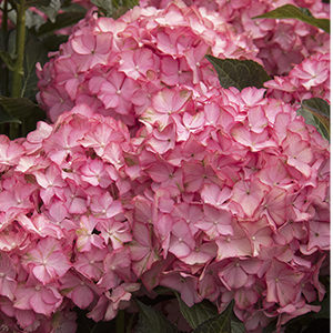 Seaside Serenade® Hamptons Hydrangea