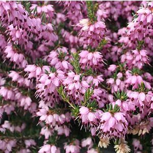 Mediterranean Pink Heath (Erica x darleyensis ‘Mediterranean Pink’)