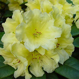 Hotei Rhododendron