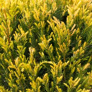 Huber’s Tawny Gold Spreading Yew