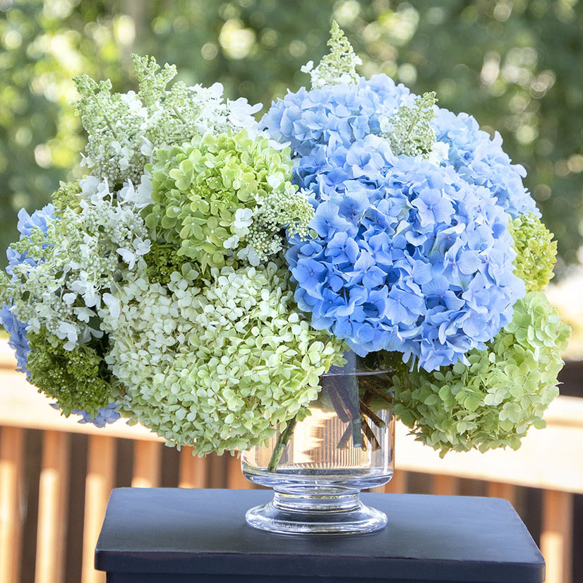 Hydrangeacropped-700x700