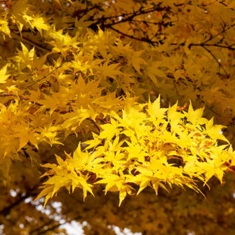 Coral Bark Japanese Maple