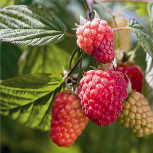 Indian Summer Raspberry