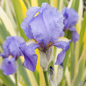 Variegated Sweet Iris