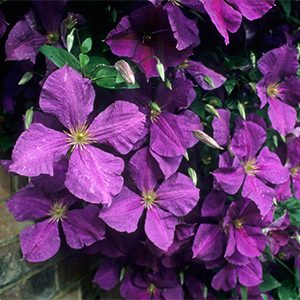 Jackman Superba Clematis