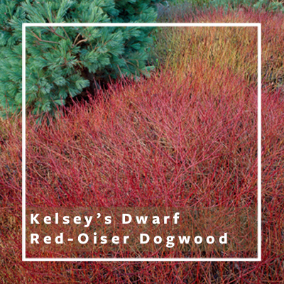 Kelsey’s Dwarf Red-Osier Dogwood