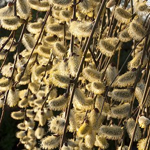 Kilmarnock Willow