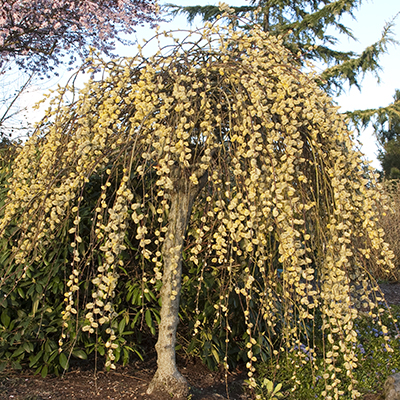 Kilmarnock Willow