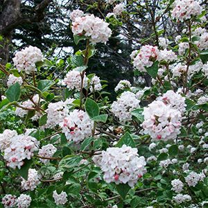 Korean Spice Viburnum (Viburnum carlesii)