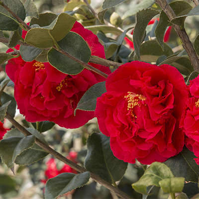 Kramer’s Supreme Camellia