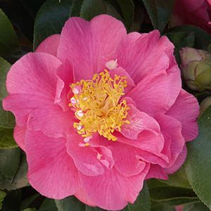 Kumasaka Camellia (Camellia japonica ‘Kumasaka’)