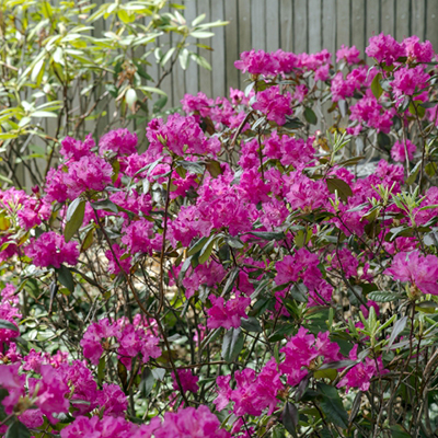 Mid Sized Shrubs For A Layered Border