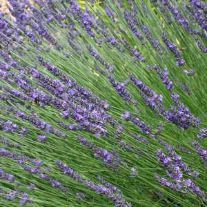 Hidcote Blue English Lavender