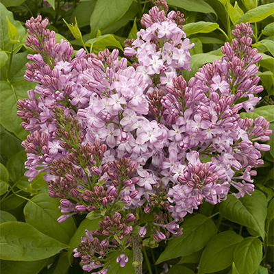 Fragrant Spring-Flowering Privacy Hedges