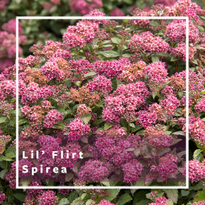 Lil’ Flirt Spirea