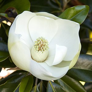 Little Gem Dwarf Southern Magnolia