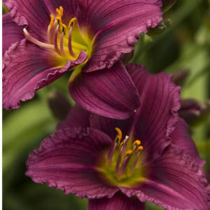 Little Grapette Dwarf Daylily