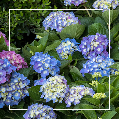 Hydrangeas