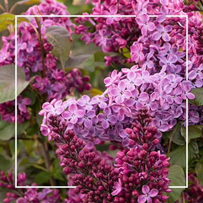 Shrubs blooming in spring