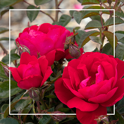 Shrub roses