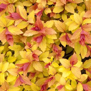 Magic Carpet Spirea