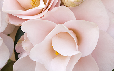 Magnoliaeflora-Camellia-400x250