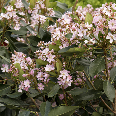 Majestic Beauty® Indian Hawthorn