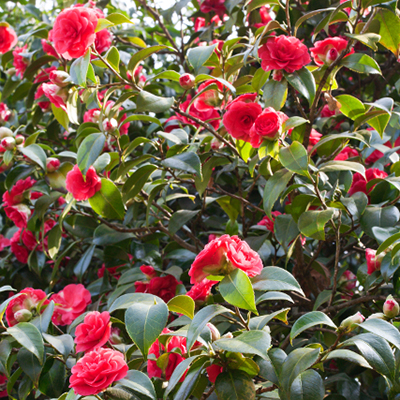 Mathotiana Supreme Camellia