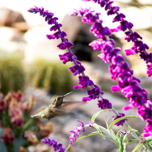 Santa Barbara Mexican Bush Sage