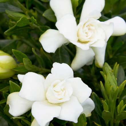 Miniature Gardenia (Grafted)
