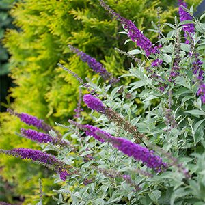 Miss Violet Butterfly Bush