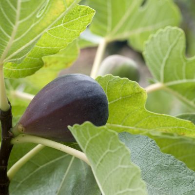 Mission Fig fruit on tree