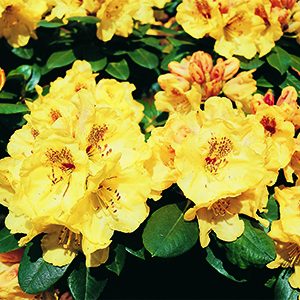 Miyama™ Gold Prinz (Rhododendron yakushimanum ‘Goldschatz’)