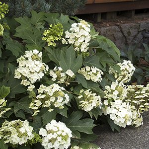 Munchkin Oakleaf Hydrangea