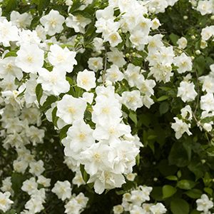 Natchez Mock Orange