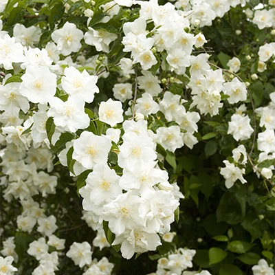 Shrub With Fragrant White Flowers Crossword Clue Best Flower Site