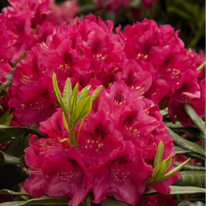 Nova Zembla Rhododendron