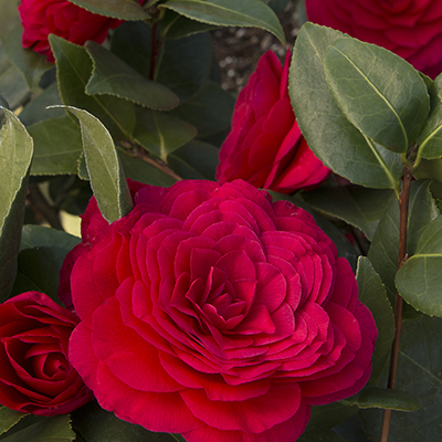 Nuccio’s Bella Rossa Camellia